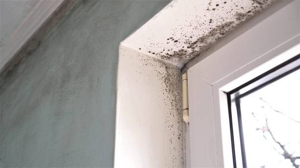 Best Black Mold Remediation in Tullytown, PA