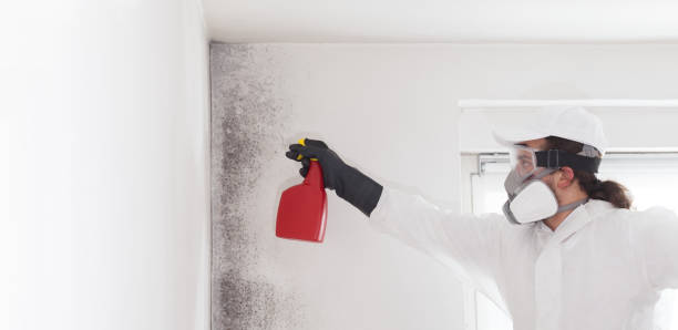 Best Mold Testing and Inspection Services in Tullytown, PA