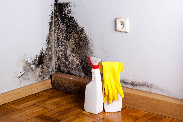 Best Residential Mold Remediation in Tullytown, PA