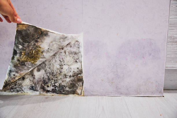 Best Emergency Mold Remediation in Tullytown, PA
